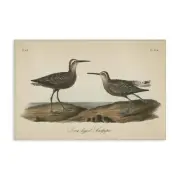 Long Legged Sandpiper Canvas Wall Art Design by Wild Apple Portfolio