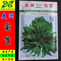 在飛比找蝦皮購物優惠-現貨、種子 雜交美洲菊苣種子 牧草籽 適口好 肥豬草 耐鹽堿