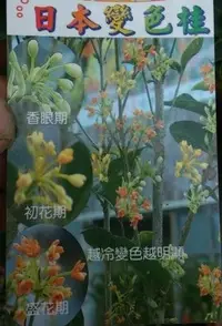 在飛比找Yahoo!奇摩拍賣優惠-花花世界_喬木觀賞植物--日本變色桂花--花香濃郁~故名 變