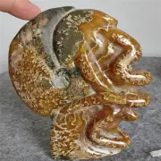 527g Natural Tentacle Ammonite FossilSpecimen Shell Healing Madagascar F636