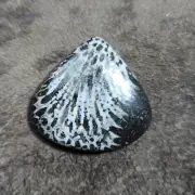 100% Natural black fossil coral cabochon drop shape cabochon making for jewelry