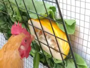 Peck-It-Clean Veggie Feeder for Chickens, 10" x 10" with Cord, Ties & Toggle