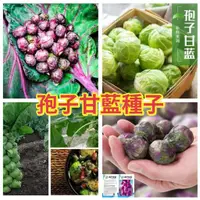 在飛比找蝦皮購物優惠-🌻向友農種業🌻【 孢子甘藍種子】四季甘藍種子中早熟耐寒高產量