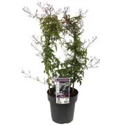 200mm Flowering Pink Jasmine - Jasminum polyanthemum