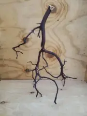 Large multi branch Red Manzanita small bird fish tank reptile #97