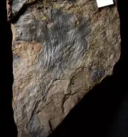 Rare museum quality big Aphlebia Platycerium like parasite fern fossil plant !