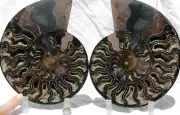 Dinosaur Split PAIR BLACK Ammonite 1 IN 100 XXL 212mm 110myo FOSSIL 8.5" a653xx