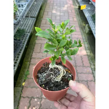 梔子花小品的優惠比較- 2026年06月|飛比價格
