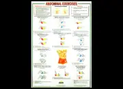 Professional Fitness Wall Chart ABDOMINAL EXERCISES Abs Workout Wall POSTER