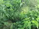 憂遁草葉子含老梗(沙巴蛇草葉子含老梗)台灣種植