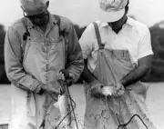 Two Fishermen Remove Mullet From A Fishing Net 1960 Old Fishing Photo