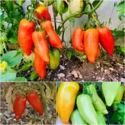 Tomato - Ram's Horn seeds
