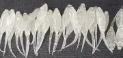 2" CRAPPIE SHAD (CLEAR ICE) 35 PACK GRUBS CRAPPIE LURES JIGS GARLIC SCENT