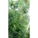 花花世界_香草植物--西洋蓍草--稱(歐蓍草) --5吋盆/高20-30公分/Ts