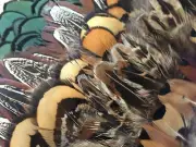 Mix of 25pcs Pheasant Plumage Feathers 5 of each Colour DIY Art Craft Jewellery