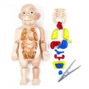 1Set PVC Organ 3D Puzzle Human Body Anatomy Model Assembled Toys DIY Toy r