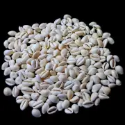 White Cowrie Natural Shell For Craft Art Decor jewelry approx. 1000 pcs 2 Pound