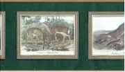 * PARTRIDGE DEER HARE RABBIT OFFICE DEN Wallpaper bordeR Wall NATURE