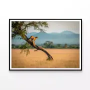 Cheetah Stands On Twisted Tree Print 100% Australian Made 120x90cm (Poster)