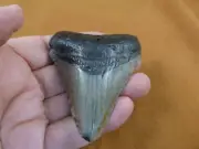 (S272-5) big 3-1/16" Fossil MEGALODON Shark Tooth Teeth JEWELRY love sharks