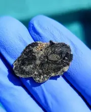 Meteorite**NWA 14741, LUNAR MARE BASALT BRECCIA**2.247 Grams, EXTREMELY RARE!!!