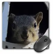 3dRose Baby Squirrel in a martin bird house MousePad