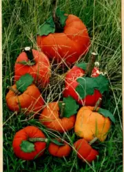 The Pumpkin Patch Soft Sculpture Pattern Primitive Country Fabric Felt Painted