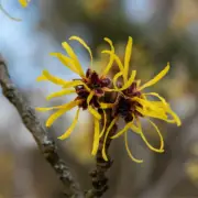 Witch Hazel (Hamamelis) Fragrance Oil