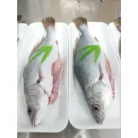 在飛比找蝦皮購物優惠-【 原舟海鮮】極品稀有鮸魚（肉質細嫩、超鮮香）