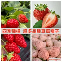 在飛比找蝦皮購物優惠-🔥【台灣稀有草莓種子】 多款 草莓種籽 香蕉 菠蘿 桃薰草莓