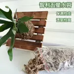 【一畝禾】現貨 乾燥水苔 智利水苔 五星水苔 100GG 鹿角蕨水苔 鹿角蕨 食蟲植物介質 蘭花介質 昆蟲保濕 觀葉介質