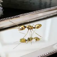 在飛比找樂天市場購物網優惠-歐式美式印度進口手工合金鍍銅金色螞蟻擺件創意裝飾手工藝品配飾