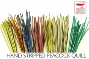 Polish Quills - Hand Stripped Peacock Quills
