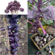 Brussels Sprouts - Ruby Red seeds