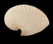 Sea shells Argonauta argo 168.1mm Aquarium Decoration Products