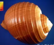Large Tonna Cepa / Oleria Tun Shell Hermit Crab Beach Nautical Decor 5-6"