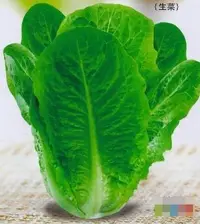 在飛比找Yahoo!奇摩拍賣優惠-【蔬菜種子S079】羅馬壽司菜~~是萵苣類，葉色深綠，有光澤