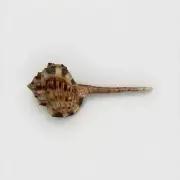 Haustellium Sea Shell 115 mm