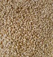 Organic Soft White Winter Wheat Berries - 3 lbs