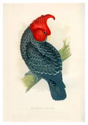 Ganggang Cockatoo by WT Greene A3 Art Print