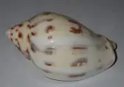 66 mm GREAT Cymbiola Flavicans Volute Seashell #AB6 From New Guinea Island