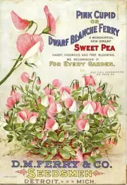 guess room wall decor Sweet peas Ferry seed annual 1885 poster