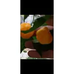 #135 SCOTCH BONNET ORANGE (7 POT PH ）每份6籽／120元