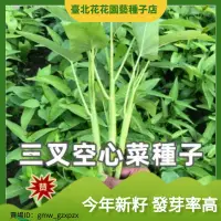 在飛比找蝦皮購物優惠-中研三叉空心菜種子 農田菜園盆栽陽臺耐熱性強易種植空心菜籽蔬