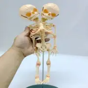 Resin Two-headed Baby Skeleton Model Fetal Model Teaching Newborn Skull Display