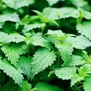STINGING Nettle 300 Seeds Ancient Herb Garden Tea Urtica dioica