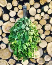 SET of 4 BIRCH SAUNA WHISK made in SEASON 2024 Ukrainian sauna bath broom venik