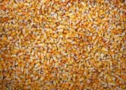 4 Pounds Whole Kernel Feed Corn - Made in USA - Make Corn Meal