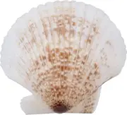 2 White Pecten Bulk Seashells Bag of Sea Shells 1.5-2.5" (1 Kilo) (Set of 2)
