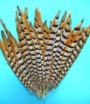 10 Pcs REEVES PHEASANT Natural Feathers 10-16" Crafts/Halloween/Mardi Gras